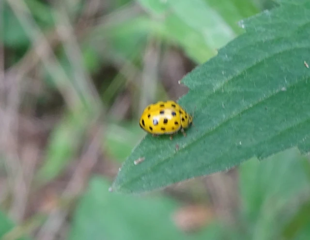 Psyllobora vigintiduopunctata - huszonkétpettyes katica