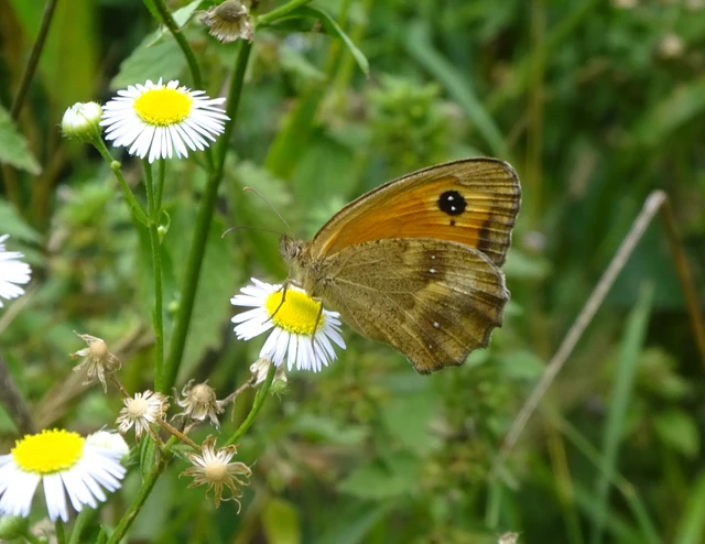 Pyronia tithonus - kis ökörszemlepke