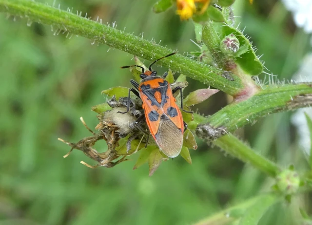 Corizus hyoscyami - piros karimáspoloska Corizus hyoscyami - piros karimáspoloska