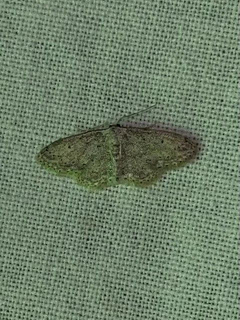 Idaea seriata - szürke apróaraszoló