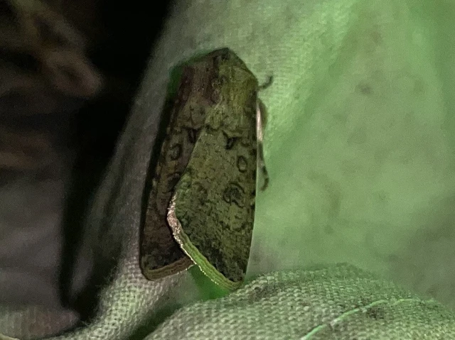Agrotis segetum - vetési földibagoly
