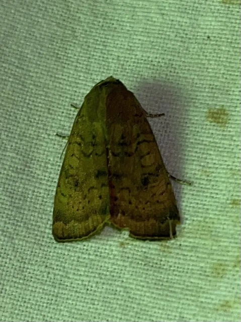 Noctua interjecta - zömök sárgafűbagoly