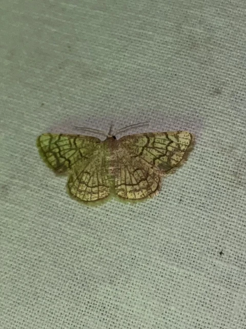 Stegania dilectaria - fehérnyár-araszoló