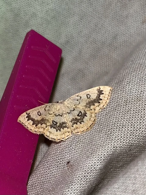Cyclophora annularia - gyűrűs pettyesaraszoló