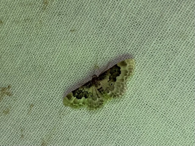 Idaea rusticata - tarka apróaraszoló