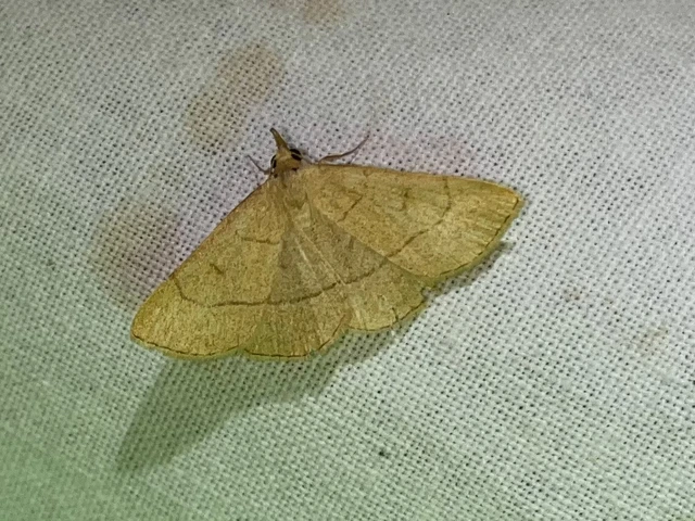 Paracolax tristalis - sárgás karcsúbagoly