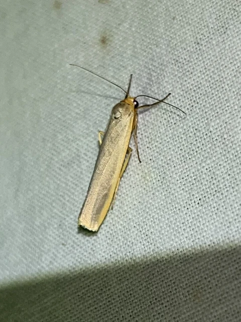 Eilema complana - közönséges zuzmószövő