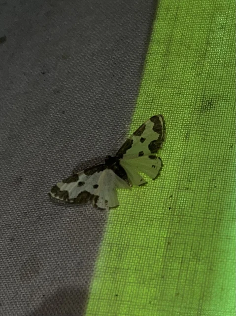 Lomaspilis marginata - szegélyes nyárfaaraszoló