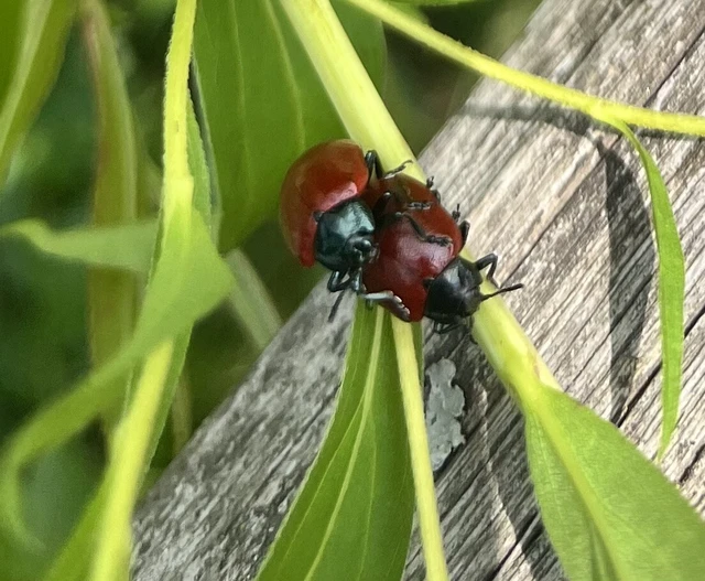 Coleoptera - Bogarak