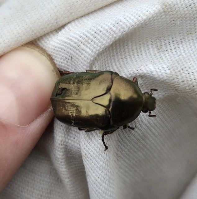 Coleoptera - Bogarak