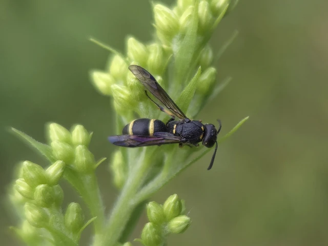 Hymenoptera - Hártyásszárnyúak