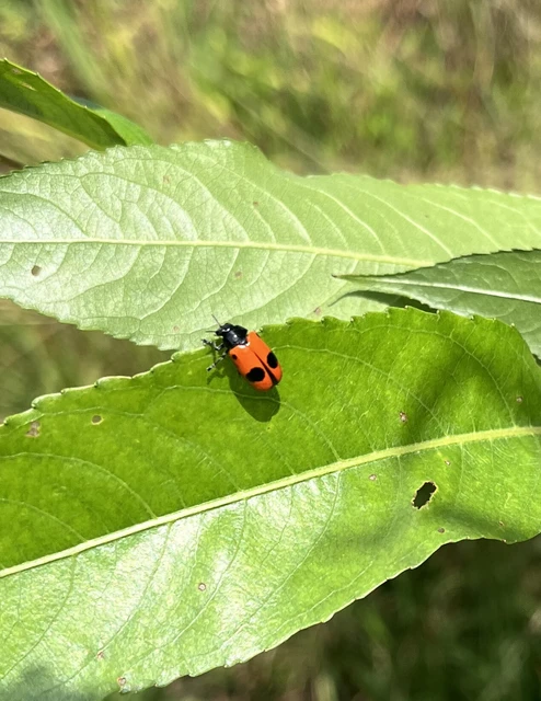 Coleoptera - Bogarak