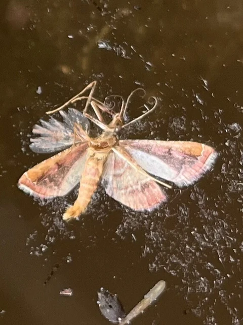 Endotricha flammealis - tüzesszárnyú fényilonca