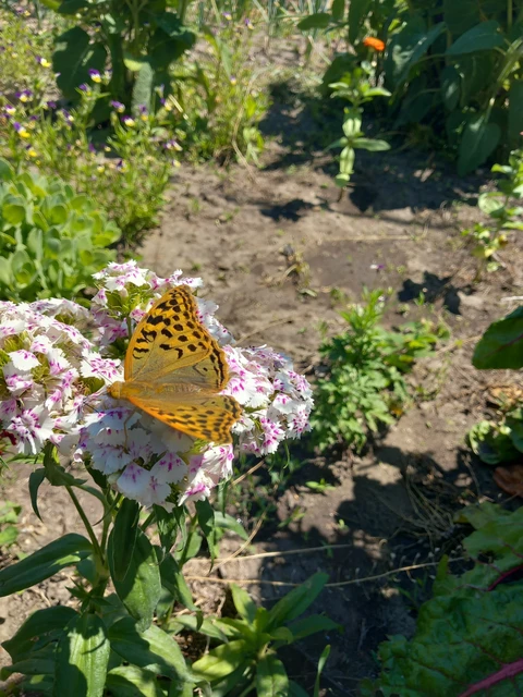 Argynnis pandora - zöldes gyöngyházlepke