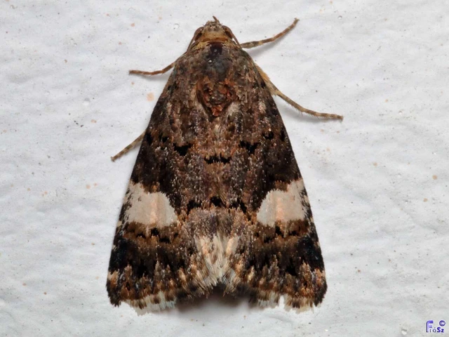 Tyta luctuosa - fekete nappalibagoly