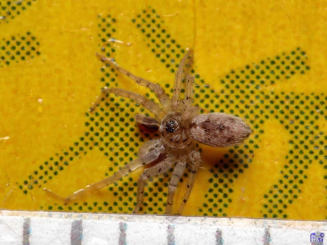 Araneae - Pókok