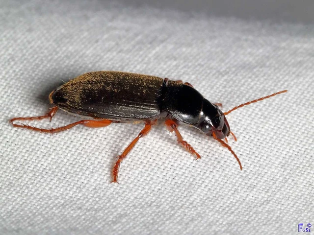 Coleoptera - Bogarak