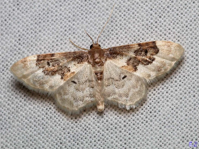 Idaea rusticata - tarka apróaraszoló