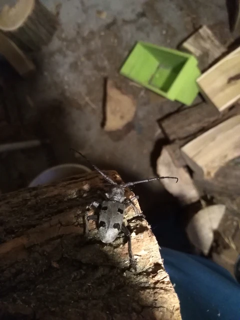 Morimus asper funereus - gyászcincér
