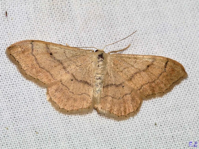 Idaea aversata - nagy sávosaraszoló