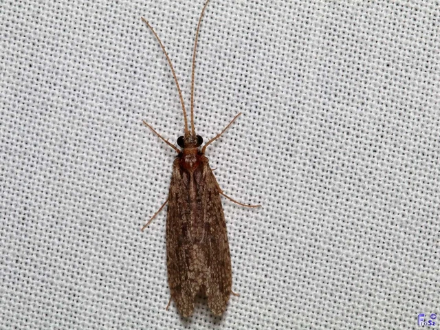 Trichoptera - Tegzesek