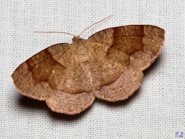 Plagodis pulveraria - szemcsés araszoló