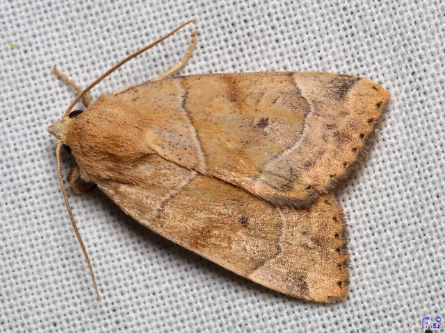 Cosmia trapezina - közönséges lombbagoly