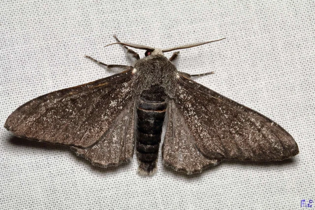 Biston betularia - szürkepettyes araszoló