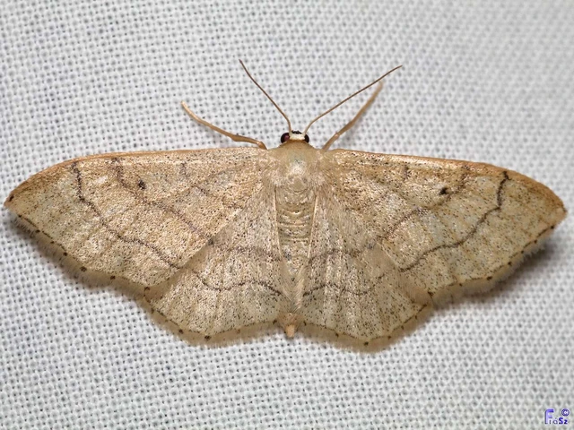 Idaea aversata - nagy sávosaraszoló