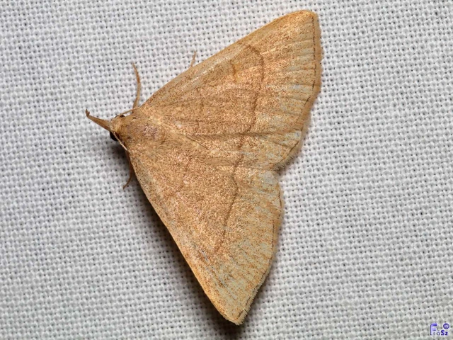 Paracolax tristalis - sárgás karcsúbagoly