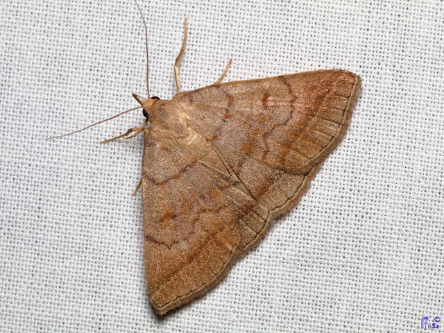 Zanclognatha lunalis - pelyheslábú karcsúbagoly