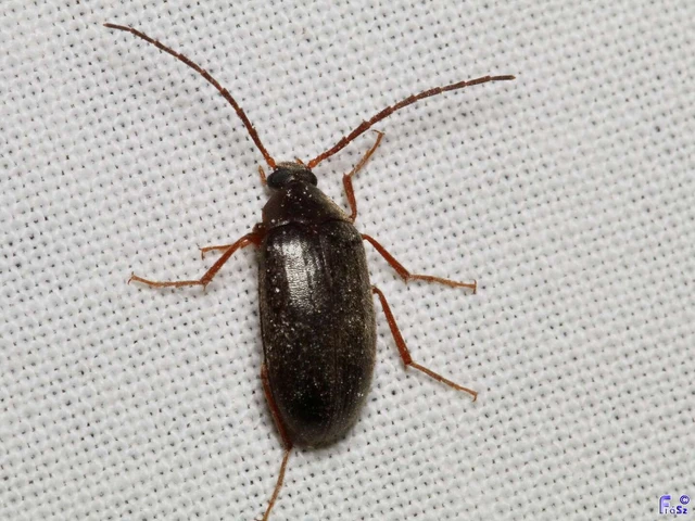 Coleoptera - Bogarak