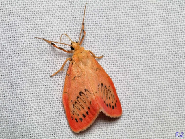 Miltochrista miniata - piros medvelepke