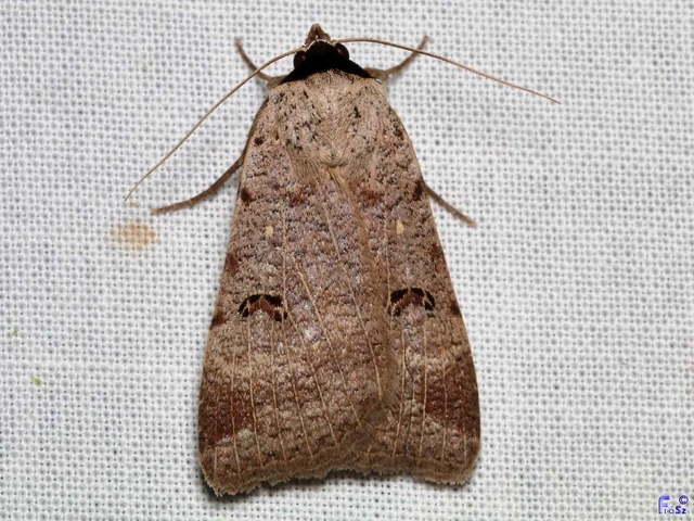 Lygephila craccae - gyakori csüdfűbagoly