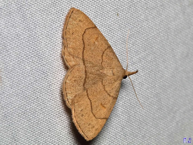 Paracolax tristalis - sárgás karcsúbagoly