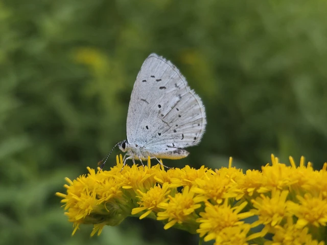 Celastrina argiolus - bengeboglárka