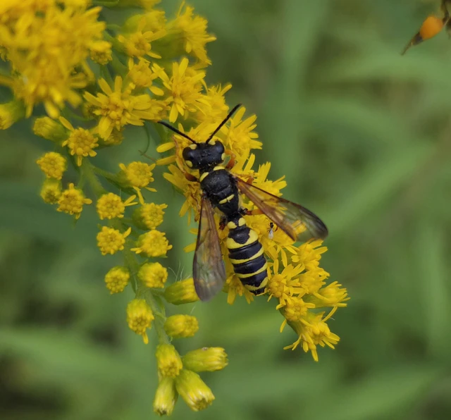 Hymenoptera - Hártyásszárnyúak
