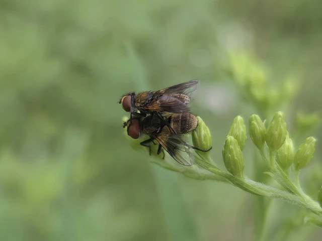 Diptera - Kétszárnyúak Diptera - Kétszárnyúak