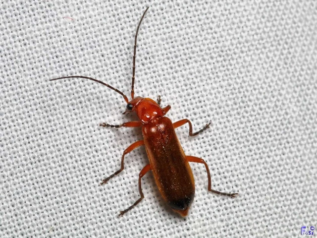 Rhagonycha fulva - feketevégű lágybogár Rhagonycha fulva - feketevégű lágybogár