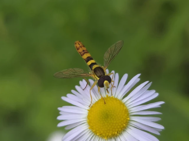 Diptera - Kétszárnyúak Diptera - Kétszárnyúak