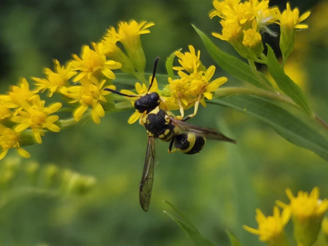 Hymenoptera - Hártyásszárnyúak