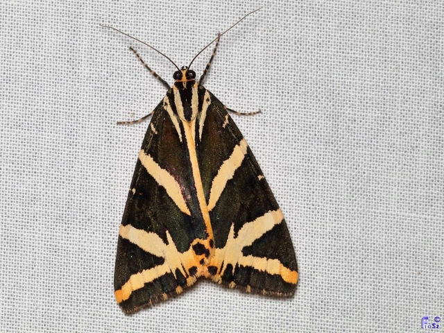 Euplagia quadripunctaria - csíkos medvelepke