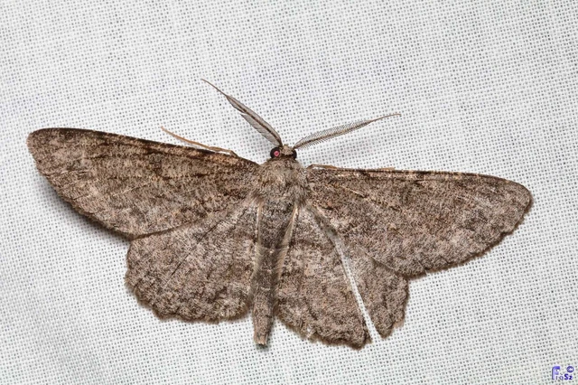 Hypomecis punctinalis - pettyes faaraszoló