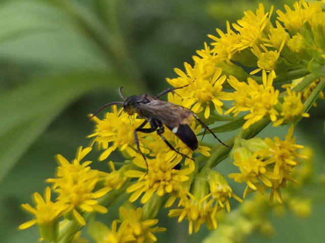 Hymenoptera - Hártyásszárnyúak