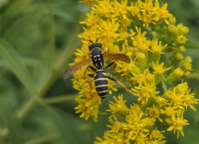 Polistes - papírdarazsak