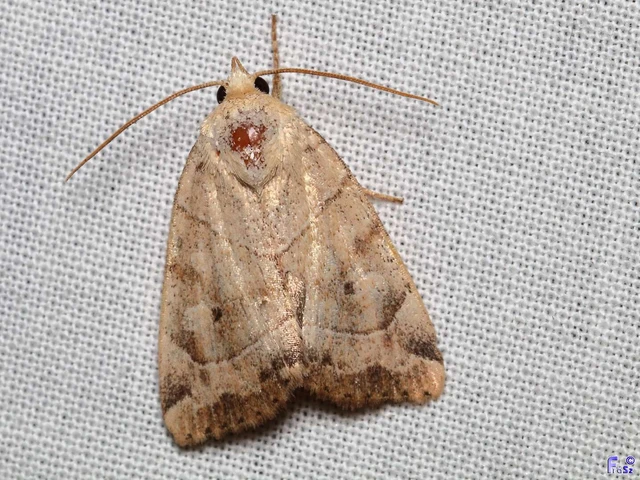 Cosmia trapezina - közönséges lombbagoly