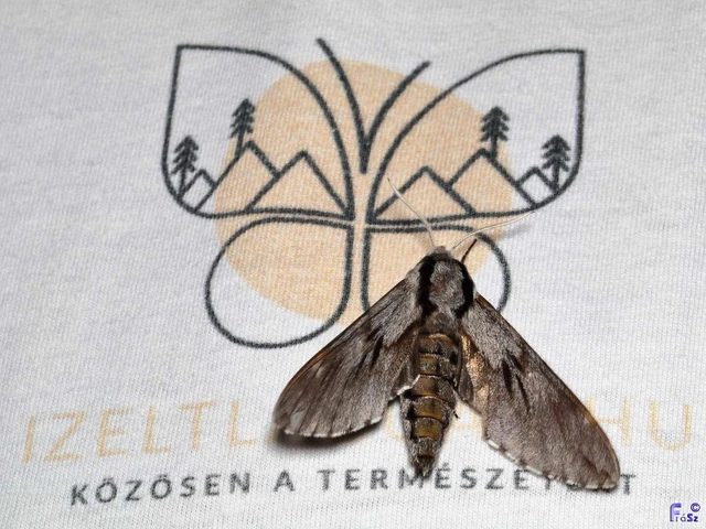 Hyloicus pinastri - fenyőszender
