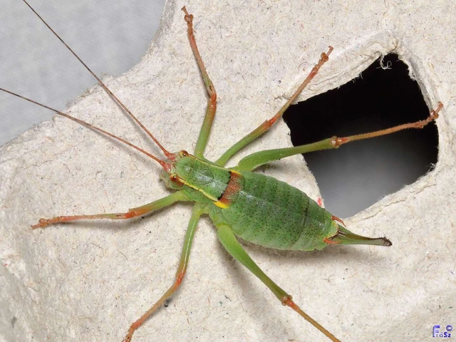 Orthoptera - Egyenesszárnyúak