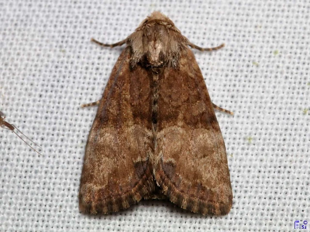 Mesoligia furuncula - kétszínű dudvabagoly