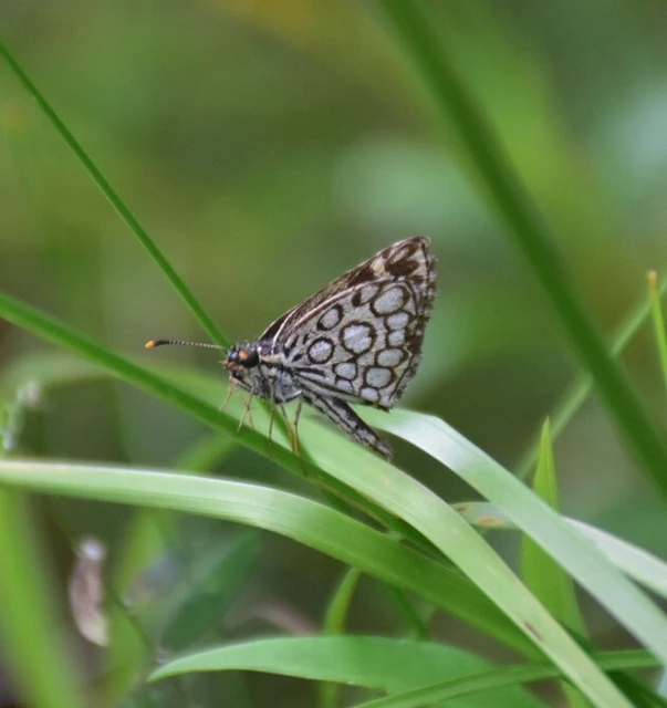 Heteropterus morpheus - tükrös busalepke